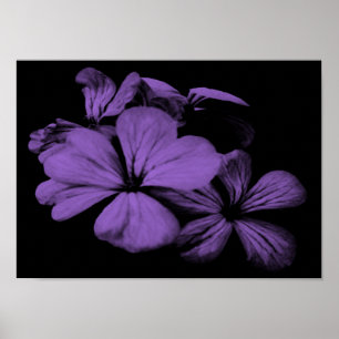 Poster Fleurs violettes Imprimer