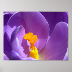 Poster Fleurs violettes Imprimer Crocus bleu Décor