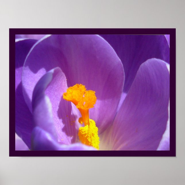 Poster Fleurs violettes Imprimer Décor d'affiche Crocus b (Devant)