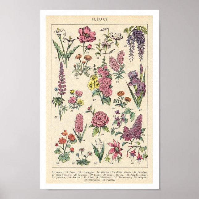 Poster Fleurs violettes vintages (Devant)