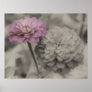 Poster Fleurs Zinnia rose Couleur partielle