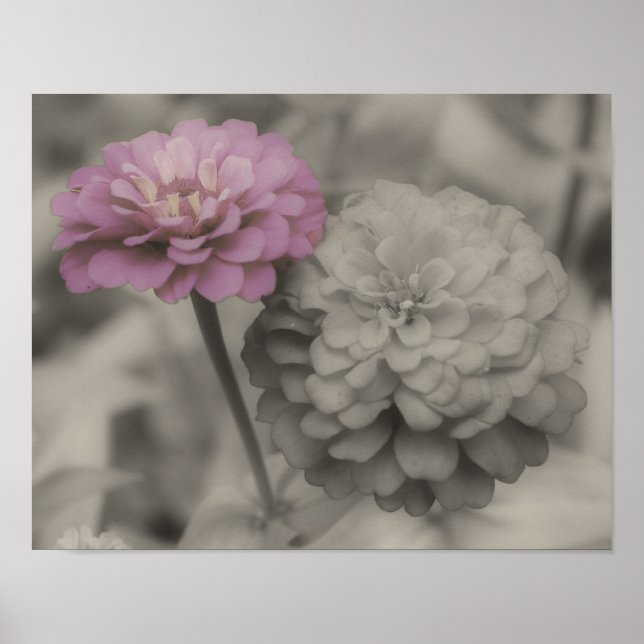 Poster Fleurs Zinnia rose Vintage Couleur partielle (Devant)