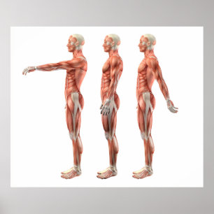 Poster Flexion, extension et hyperextension d'épaule
