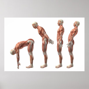 Poster Flexion, extension et hyperextension masculines de