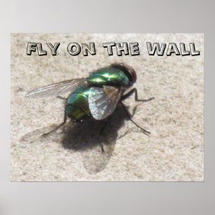 Poster - Fliegen an der Wand