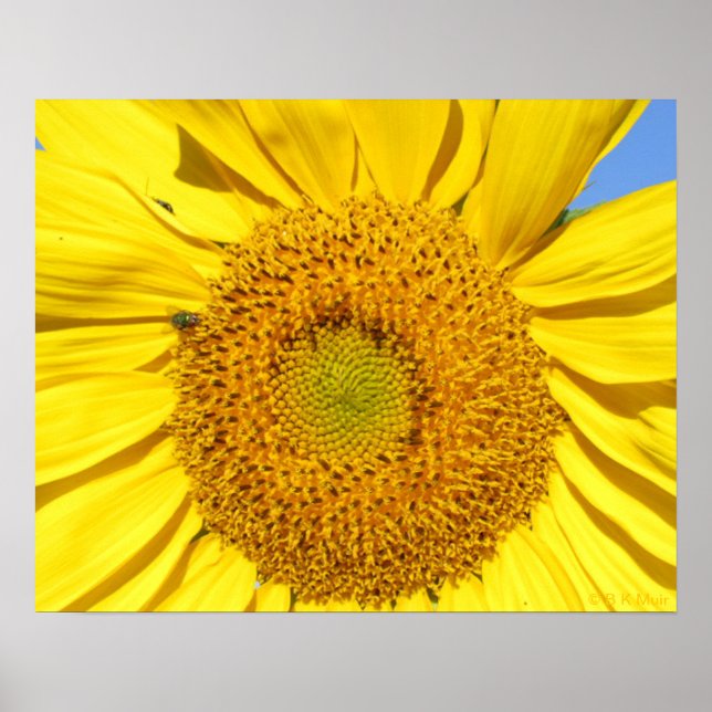Poster - Fliegen auf Sonnenblumen (Vorne)