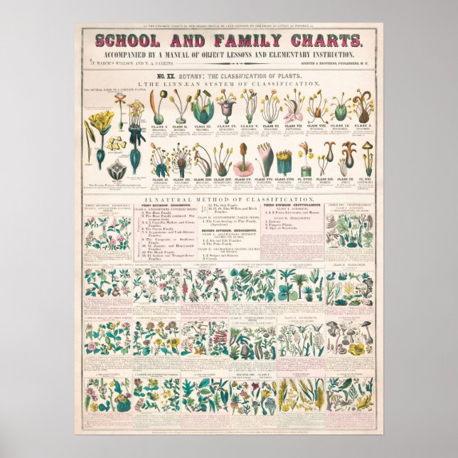 Poster Flora botanique vintage (Devant)