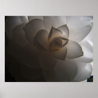 Poster Flora Dramatica