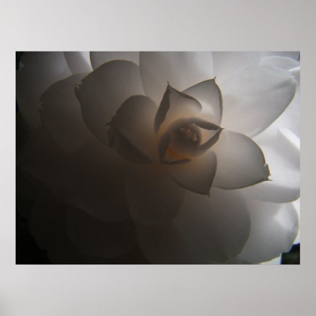 Poster Flora Dramatica (Devant)