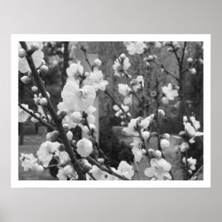 Poster floraison de bois de chien