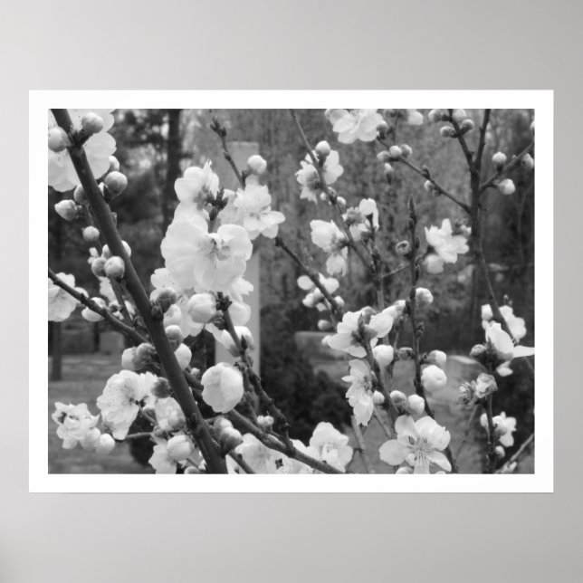 Poster floraison de bois de chien (Devant)