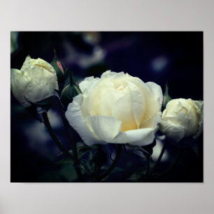 Poster Floral blanc Rosebud Trio