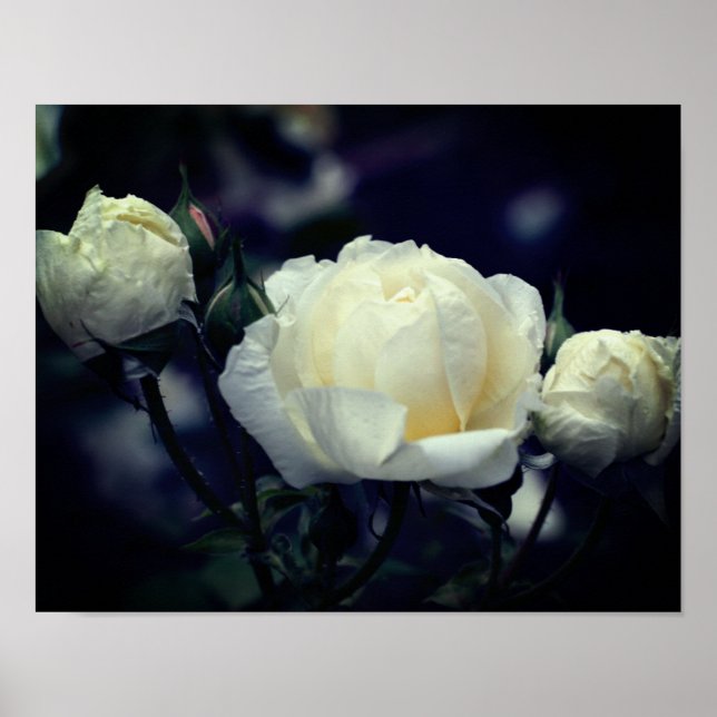 Poster Floral blanc Rosebud Trio (Devant)