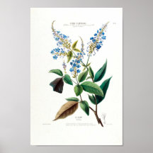 Floral Bleu Le Colant Plombayo Flore D Amerique