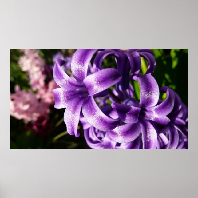 Poster Floral Blue Hyacinth (Devant)