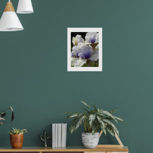 Poster Floral d'Iris blanc et violet