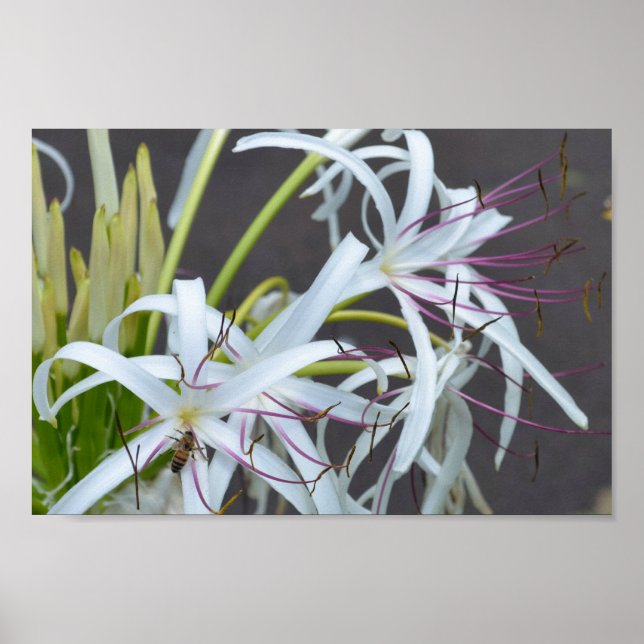 Poster Floral Fragrance (Devant)