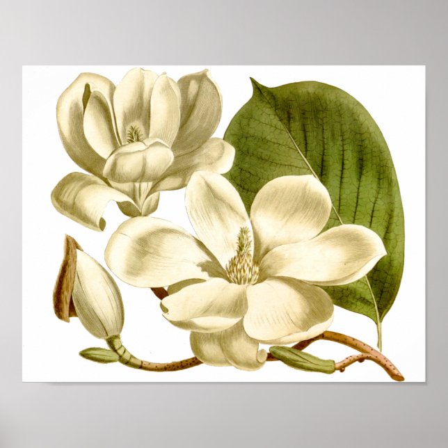Poster Floral Magnolias Blanc Imprimer (Devant)