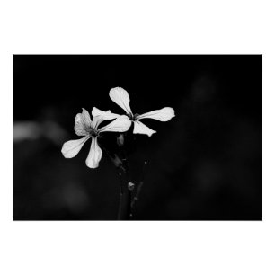 Poster floral noir et blanc minimal