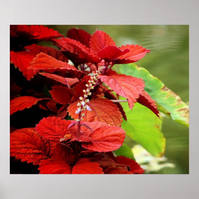 Poster Floral Pond (Devant)