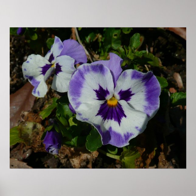 Poster Floral Purple and White Pansies (Devant)