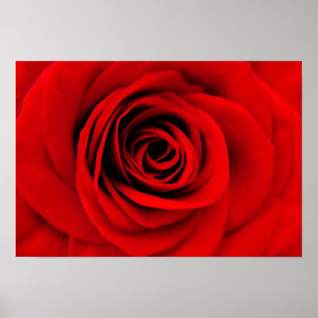 Poster Floral Rose rouge (Devant)