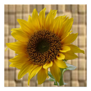 Poster floral Tournesol