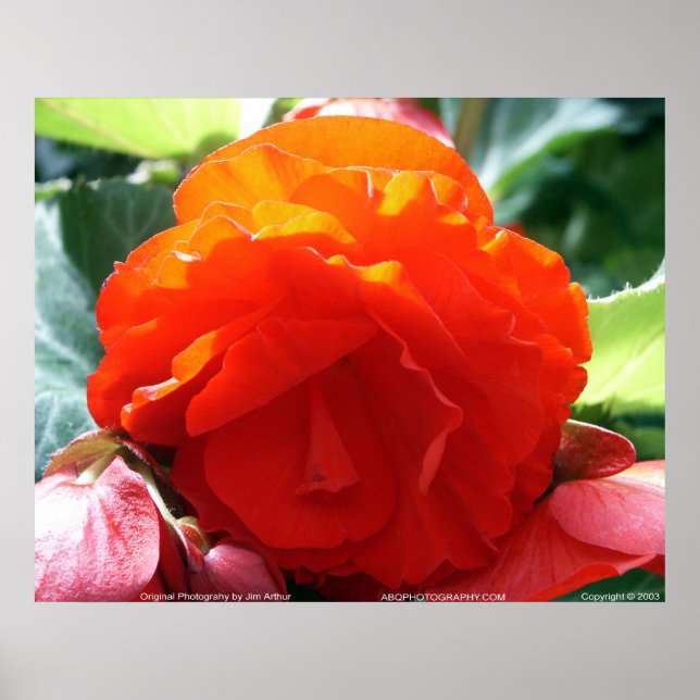 Poster Floralscape/JDA030408107 (Devant)