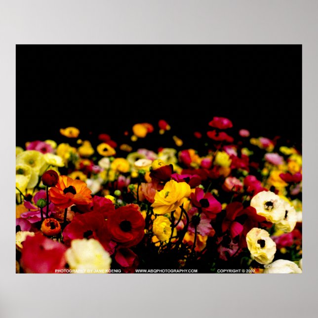 Poster Floralscape/JSKCA001 (Devant)