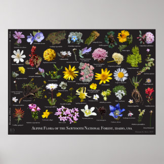 Poster Flore alpine de Sawtooth