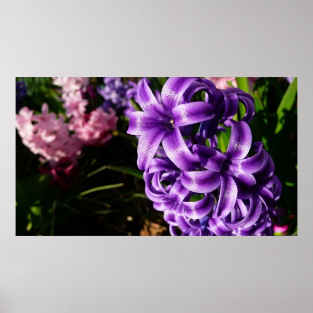 Poster Flore de printemps Blue Hyacinth II (Devant)