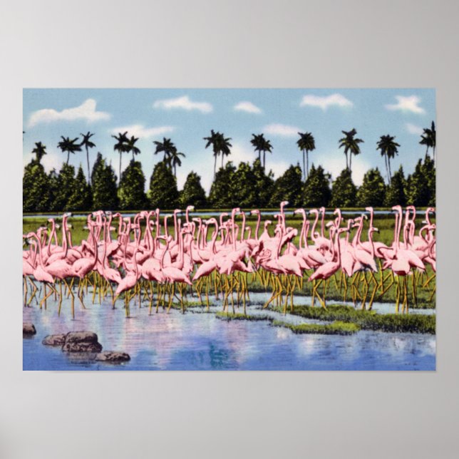 Poster Florida Flock of Coral Flamants roses (Devant)