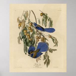 Poster Florida Jay (Scrub-Jay) Audubon's Birds of America
