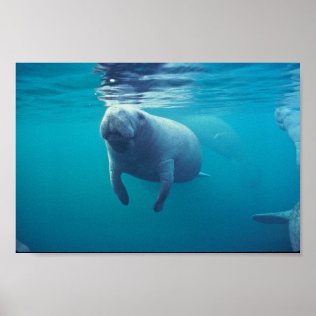 Poster Florida Manatee (Devant)