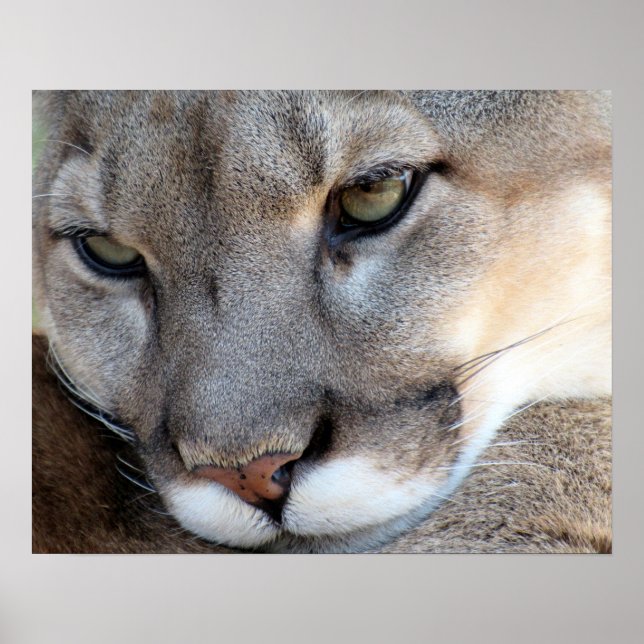 Poster Florida Panther (4071) (Devant)
