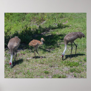 Poster Florida Sandhill Cranes Family Photographie