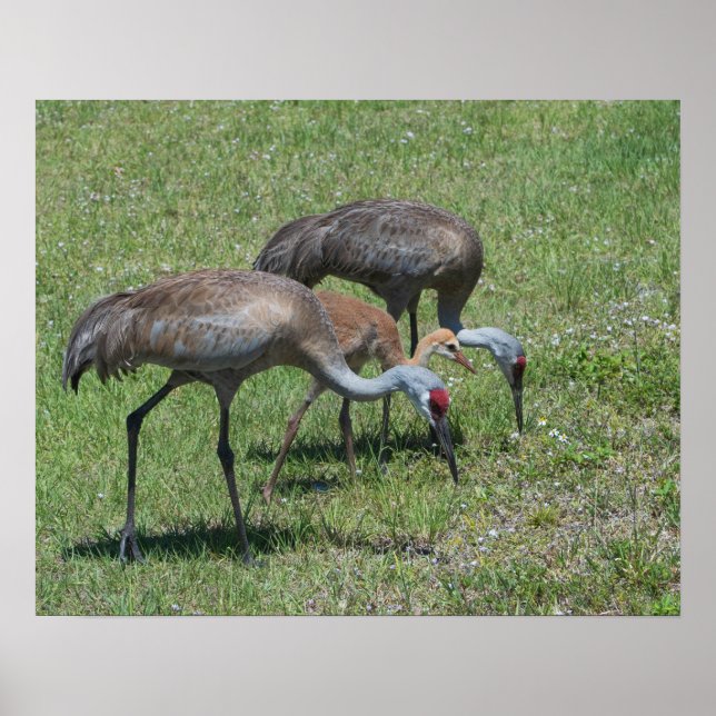 Poster Floride Grues Sandhill Marcher Dans Le Terrain Ver (Devant)