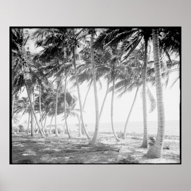 Poster Floride noire et blanche Palmiers Photographie (Devant)