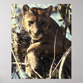 Poster Floride Panther