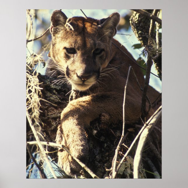Poster Floride Panther (Devant)
