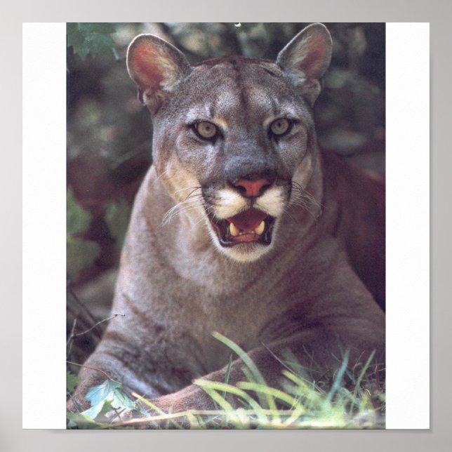 Poster Floride Panther (Devant)