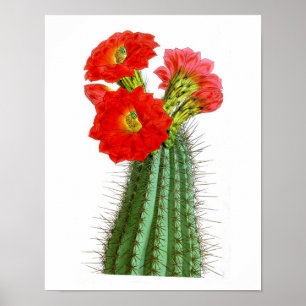 Poster Flower Cactus No2 Vintage Histoire naturelle Impri