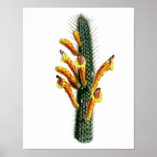Poster Flower Cactus No3 Vintage Histoire naturelle Impri