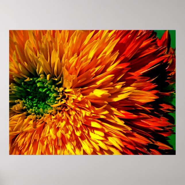 Poster Flower Fireworks (Devant)