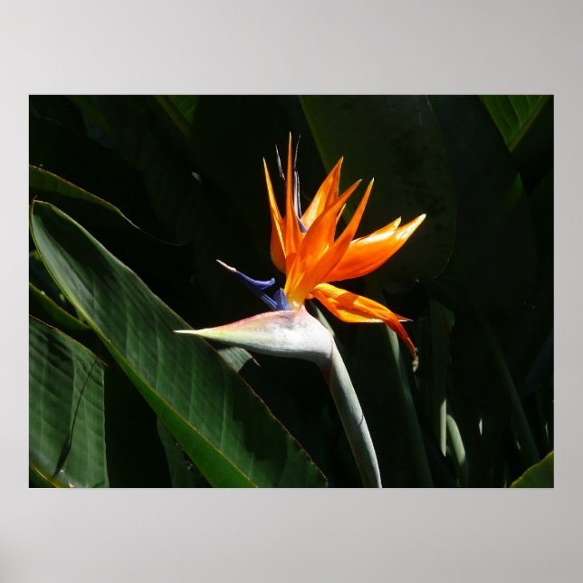 Poster Flower tropical orange paradise (Devant)