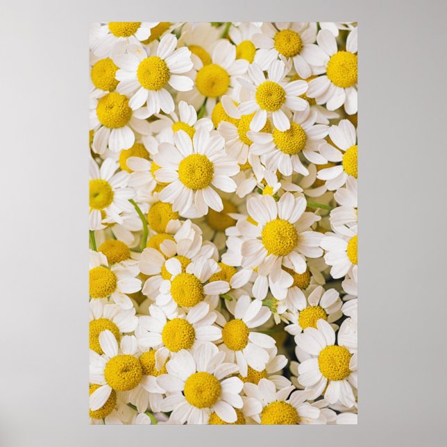 Poster Flowers (homonymie) | Bunch of Chamomiles (Devant)