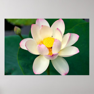 Poster Flowers   Lotus Water Flower