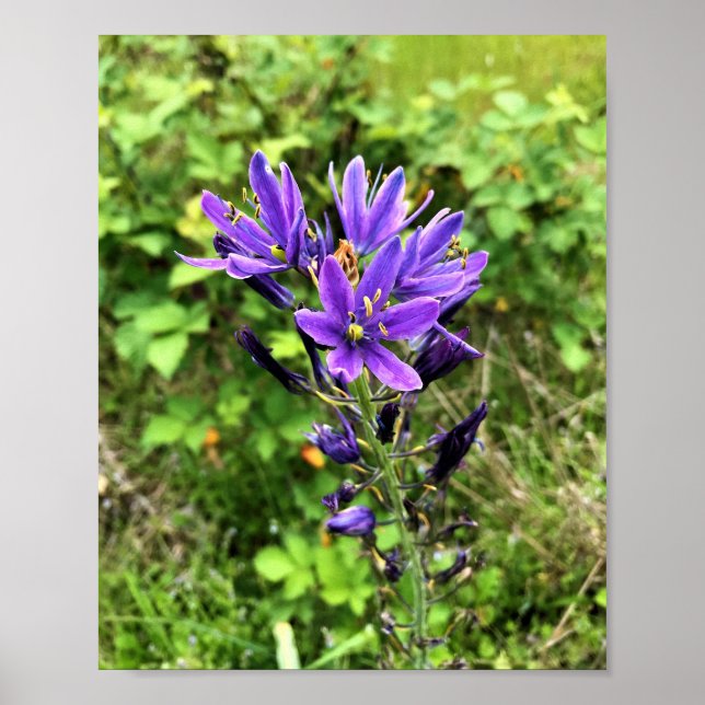 Poster Flowers on the Trail, Oregon (Devant)