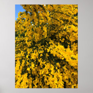 Poster Flowers on the Trail, Oregon