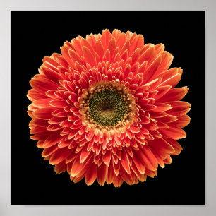 Poster Flowers   Orange Gerbera Daisy